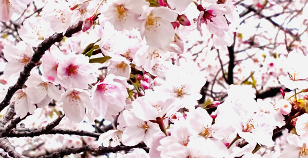 厚木・海老名・伊勢原