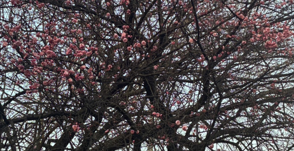 広島市・宮島・廿日市