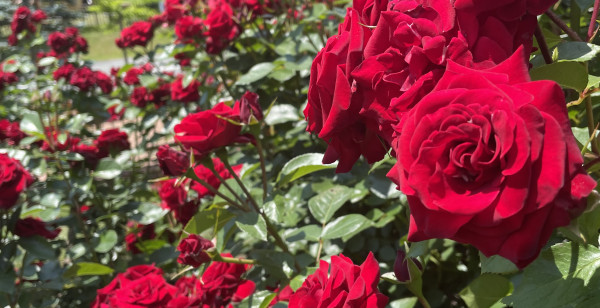 尾花沢・新庄・村山