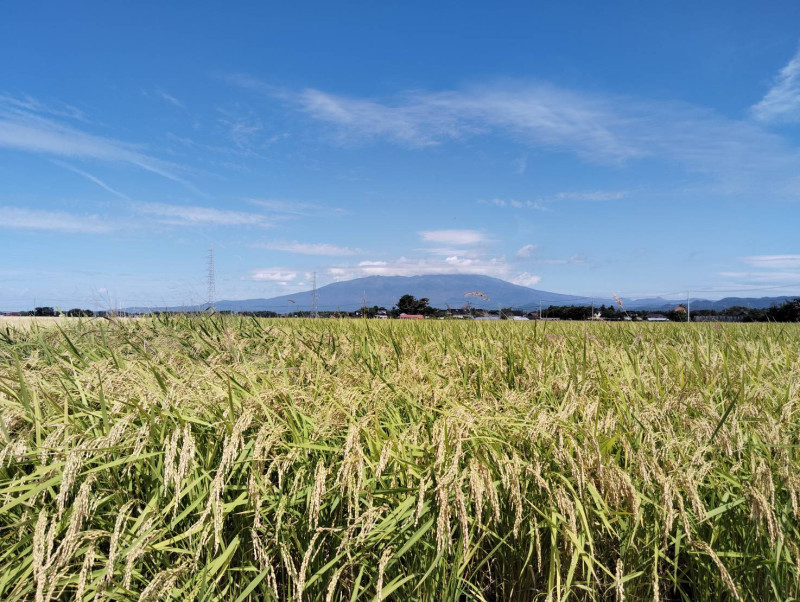酒田市