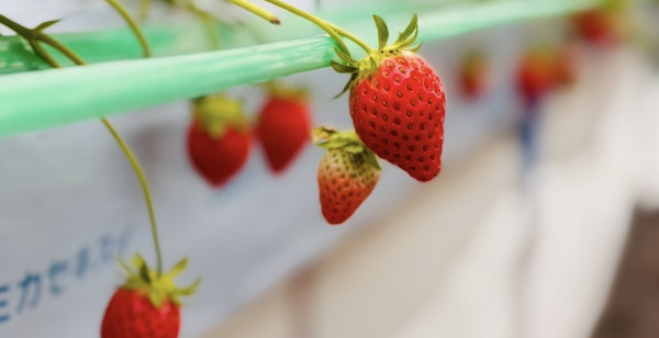 姫路・赤穂・播磨