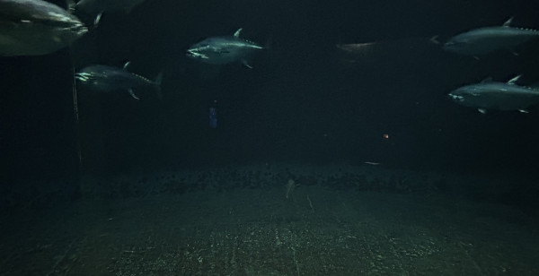 葛飾・江戸川・江東