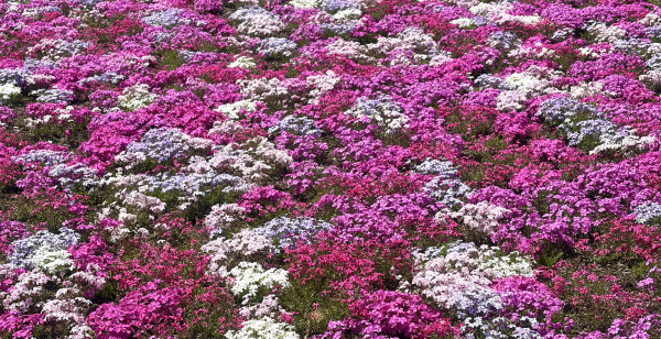 富士河口湖・富士吉田