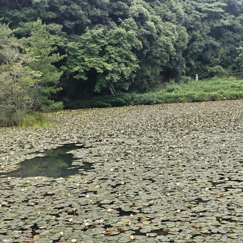 山口市
