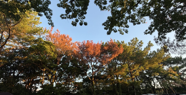 恩納・本部