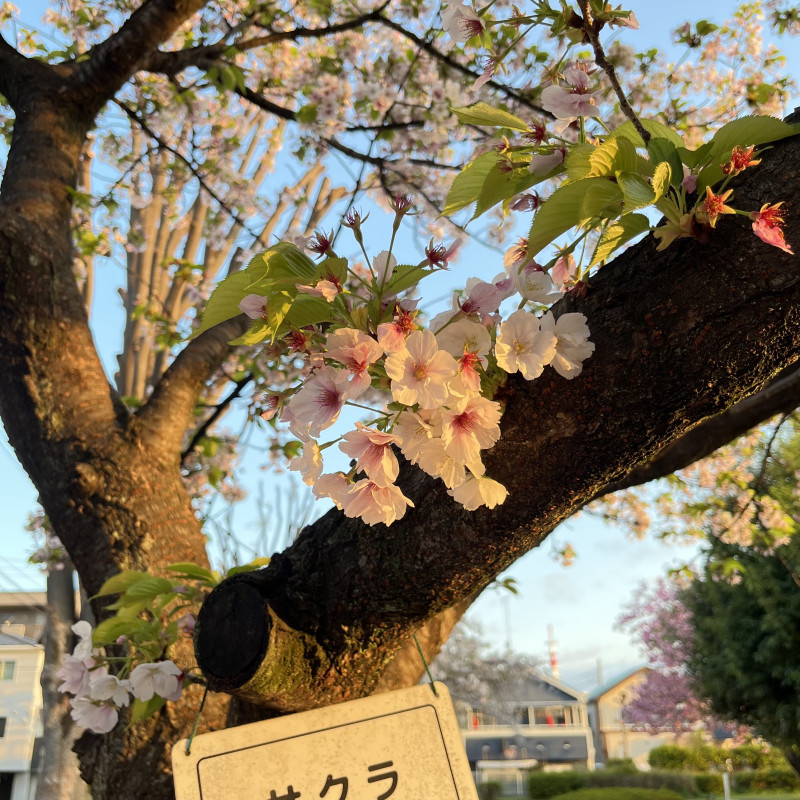 川越市