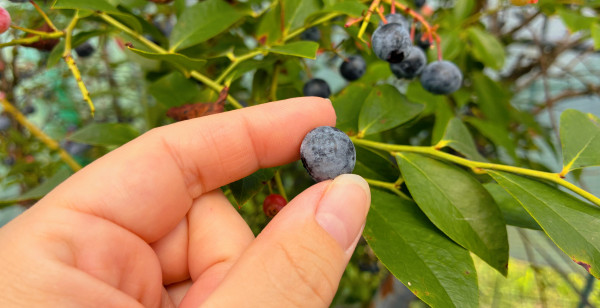 観光・レジャー 佐賀県 佐賀市・古湯・熊の川