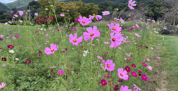 佐賀市・古湯・熊の川
