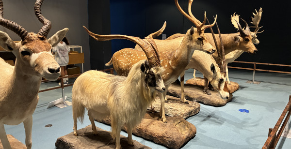 嬉野・武雄・太良