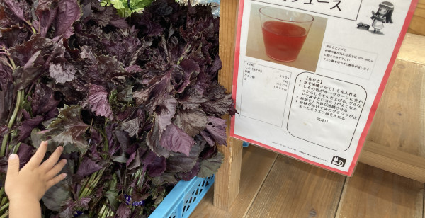 佐賀市・古湯・熊の川