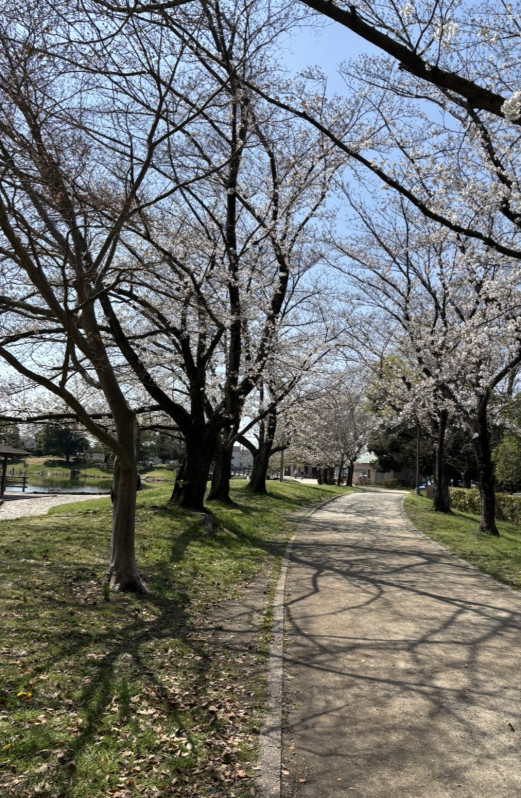 蓮田市