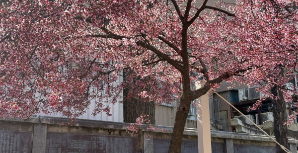 博多・天神・中洲