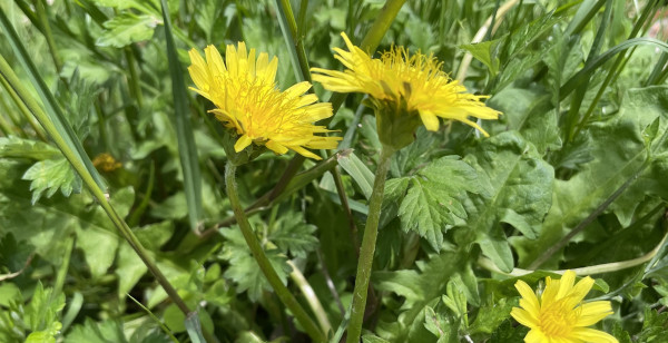 観光・レジャー 鳥取県 米子城址