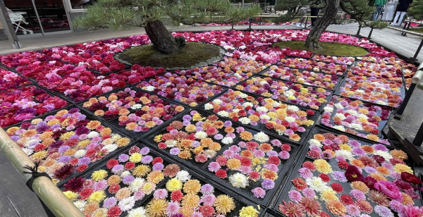 観光・レジャー 島根県 大根島 由志園