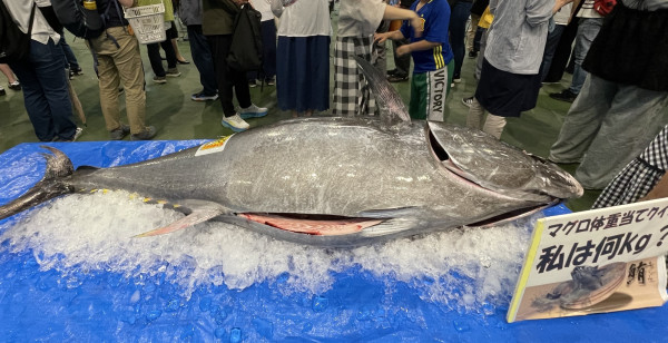 観光・レジャー 鳥取県 境港市マグロ感謝祭