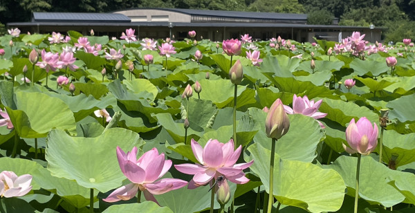観光・レジャー 島根県 荒神谷遺跡