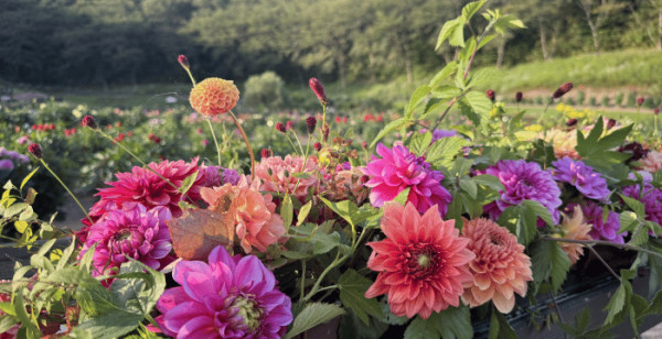 秋田県
