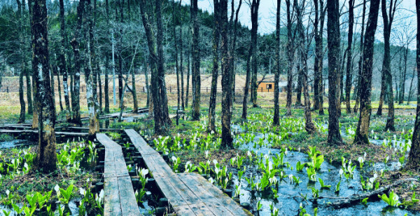 田沢湖・角館・大曲