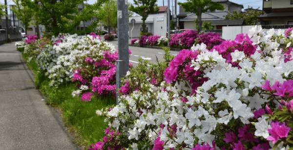秋田市