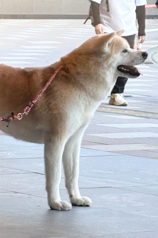 秋田市
