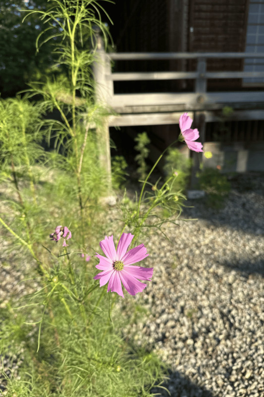 秋田市