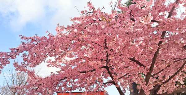 嵯峨野・嵐山・高雄