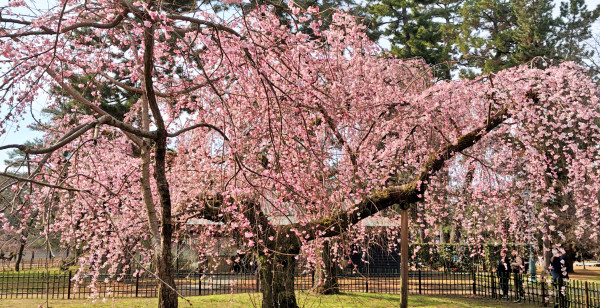 河原町・烏丸・大宮