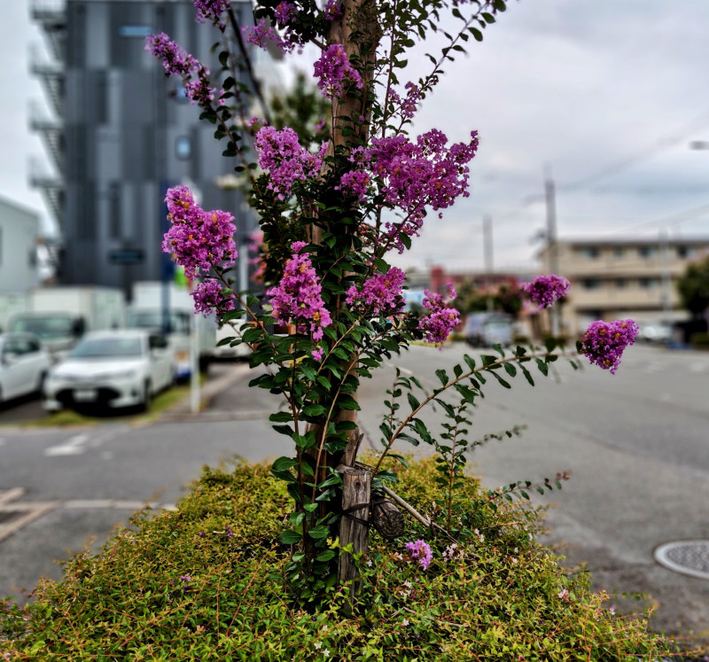 京都市