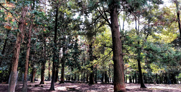 観光・レジャー 奈良県 奈良市