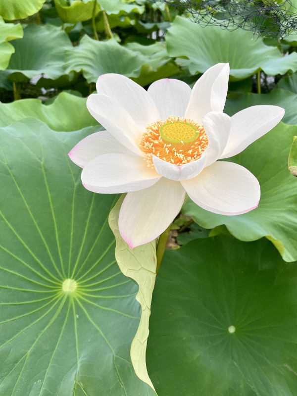 土浦市