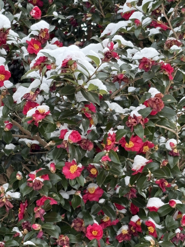 かすみがうら市