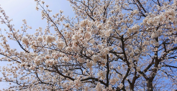 まちフォト 富山県 立山・黒部・宇奈月