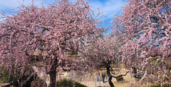 北九州・行橋・豊前