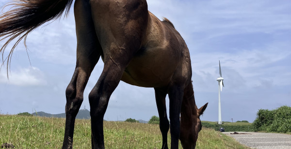 観光・レジャー 沖縄県 与那国