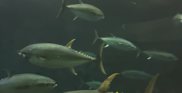 観光・レジャー 東京都 葛西臨海水族園