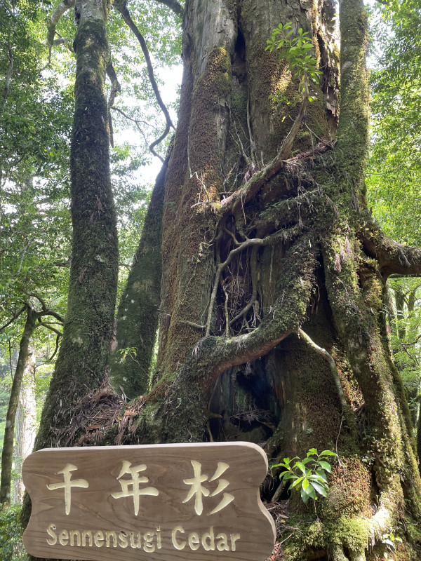 屋久島町