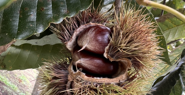 宇都宮・さくら