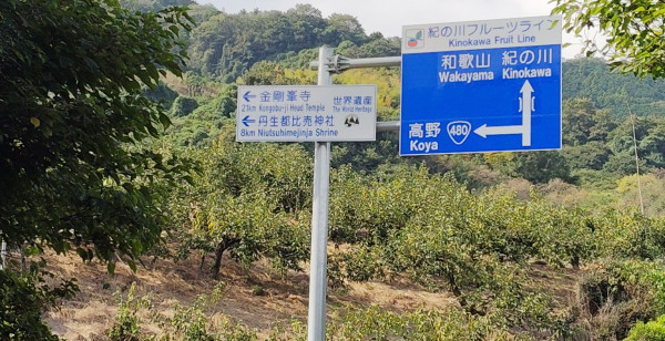 観光・レジャー 和歌山県 紀の川フルーツライン