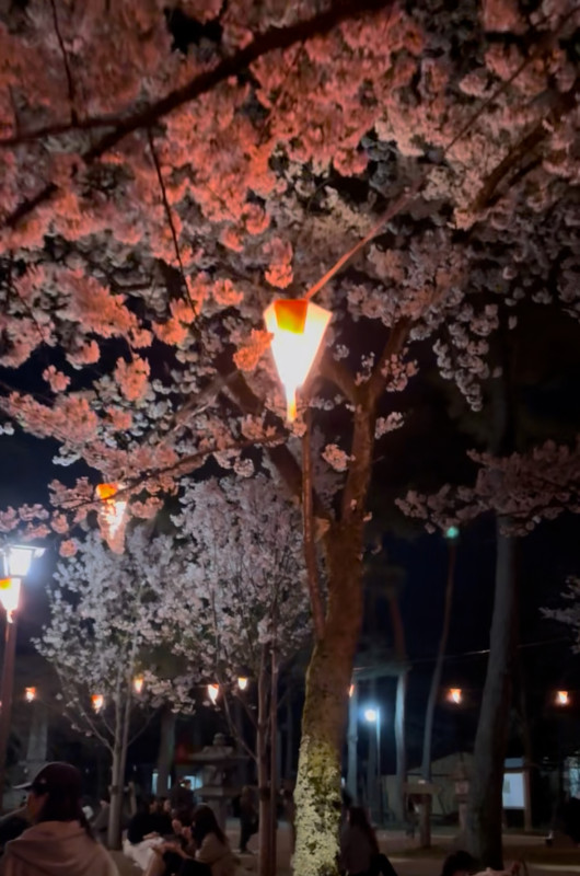 秋田市