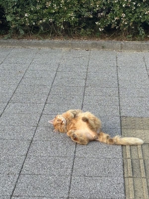 善通寺市