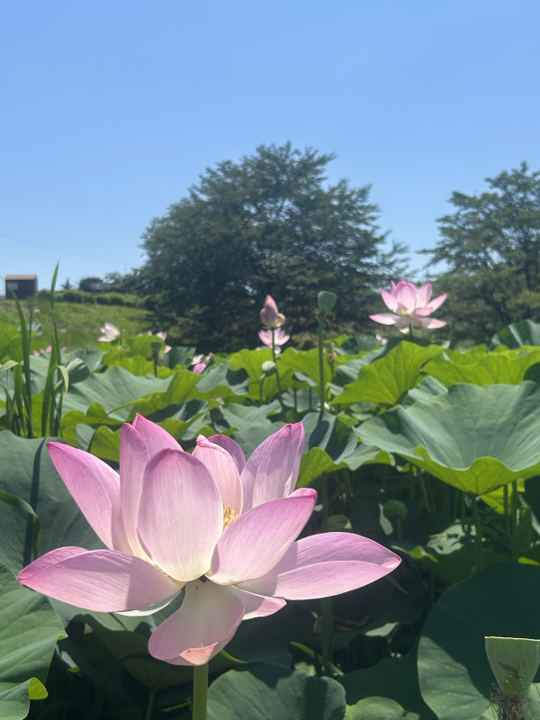 韮崎市
