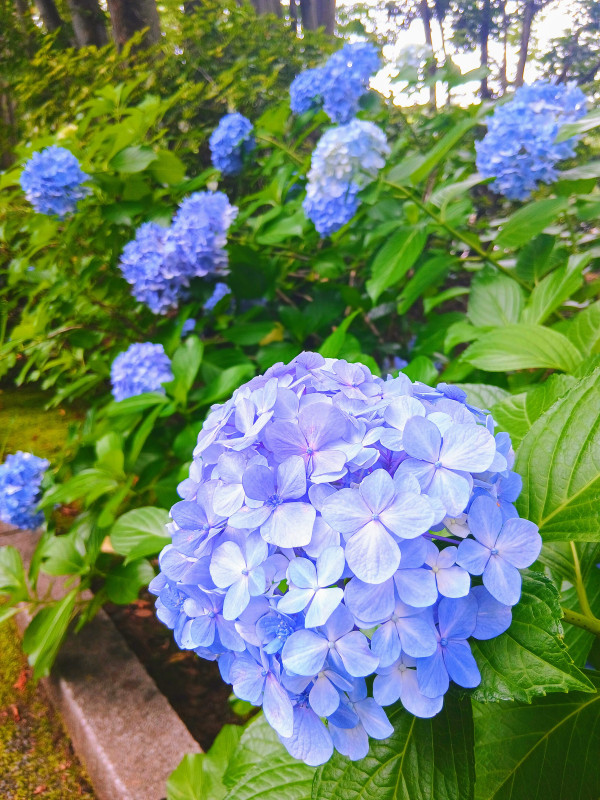 宇都宮市