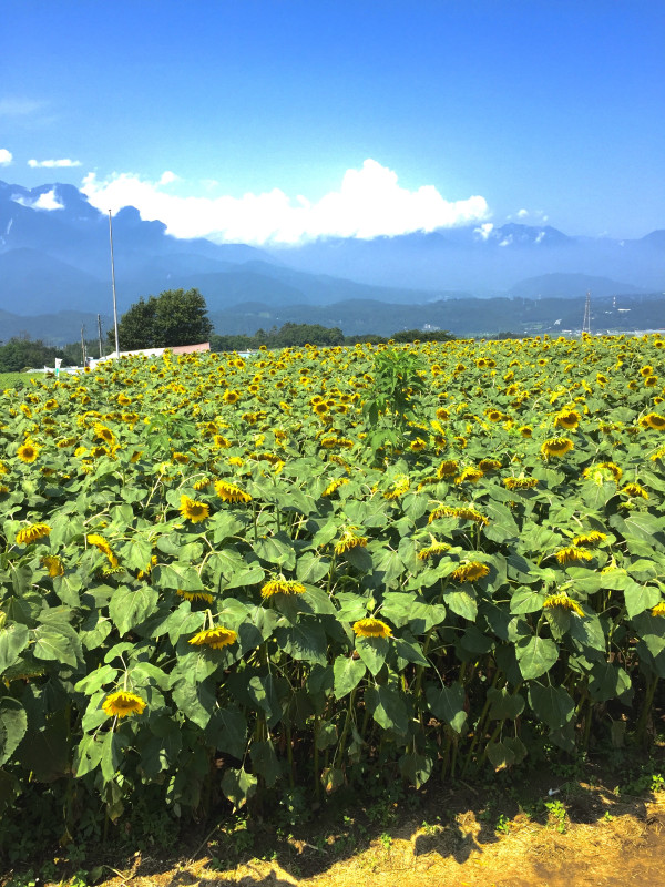 北杜市