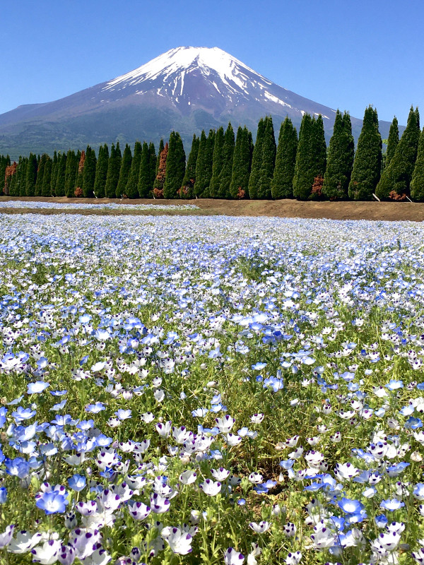山中湖村