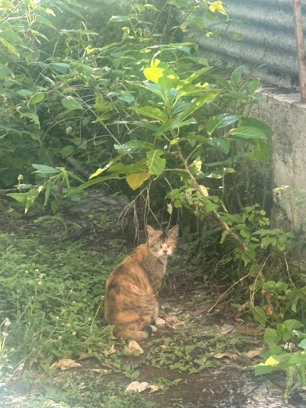 沖縄市