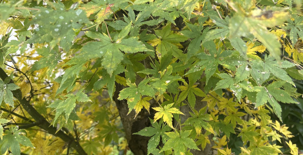 田沢湖・角館・大曲